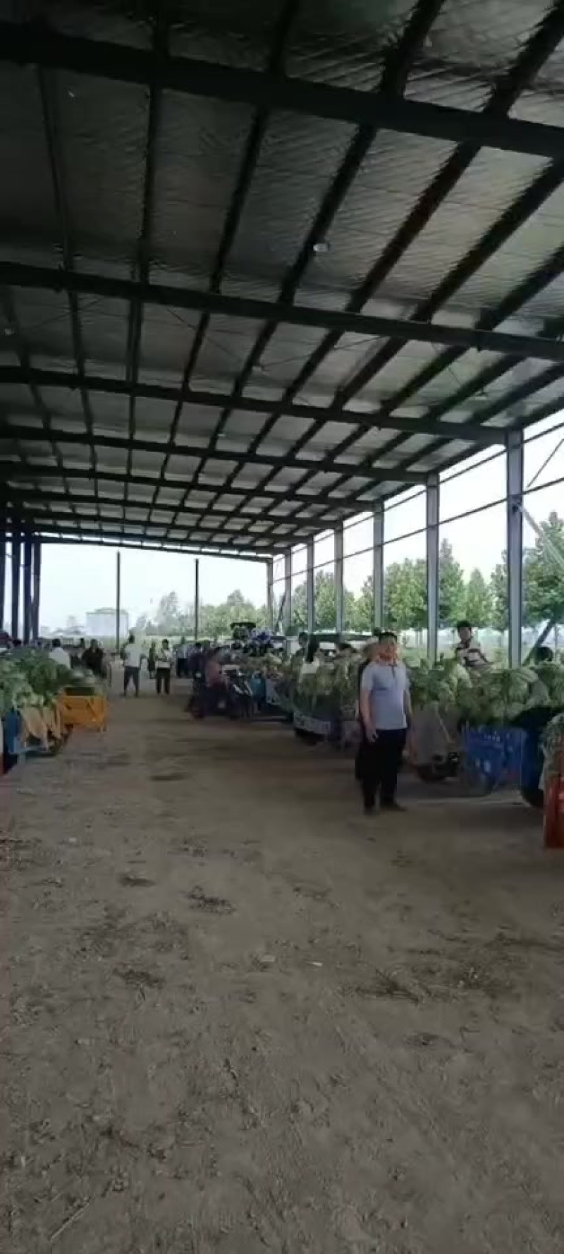 精品新农八号西瓜