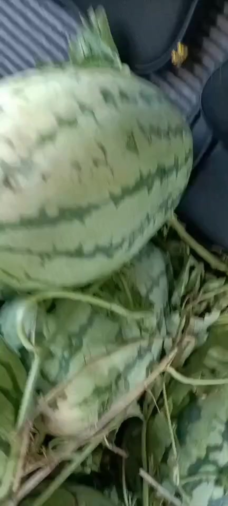 精品新农八号西瓜
