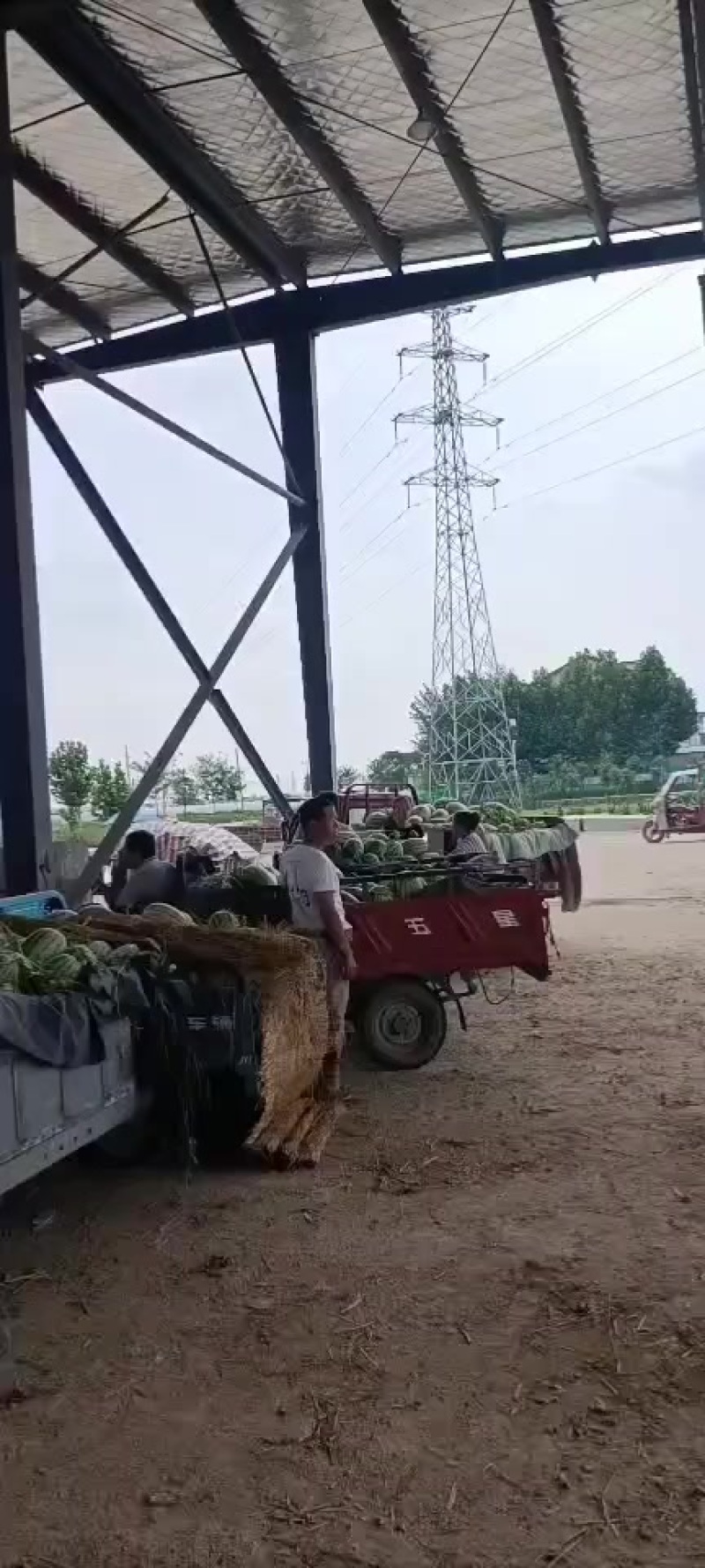 精品新农八号西瓜