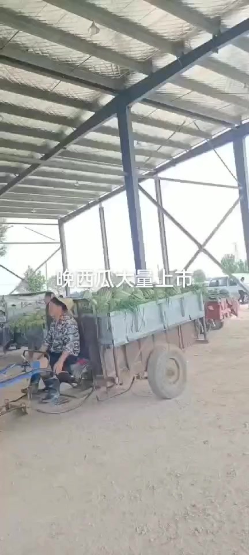 精品新农八号西瓜