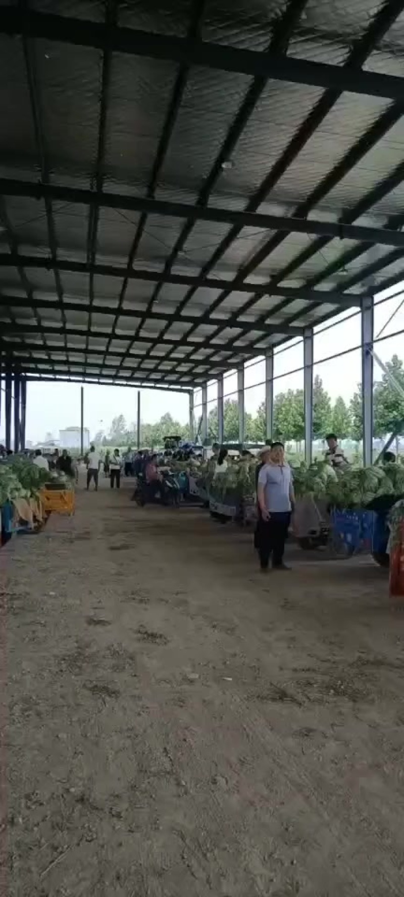 精品新农八号西瓜