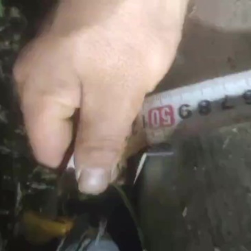 楠竹只卖精品1米三量围圆40起，长13.