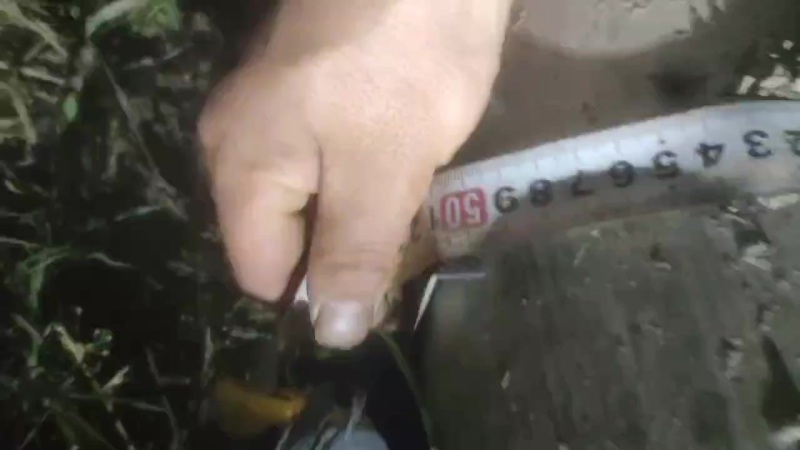 楠竹只卖精品1米三量围圆40起，长13.