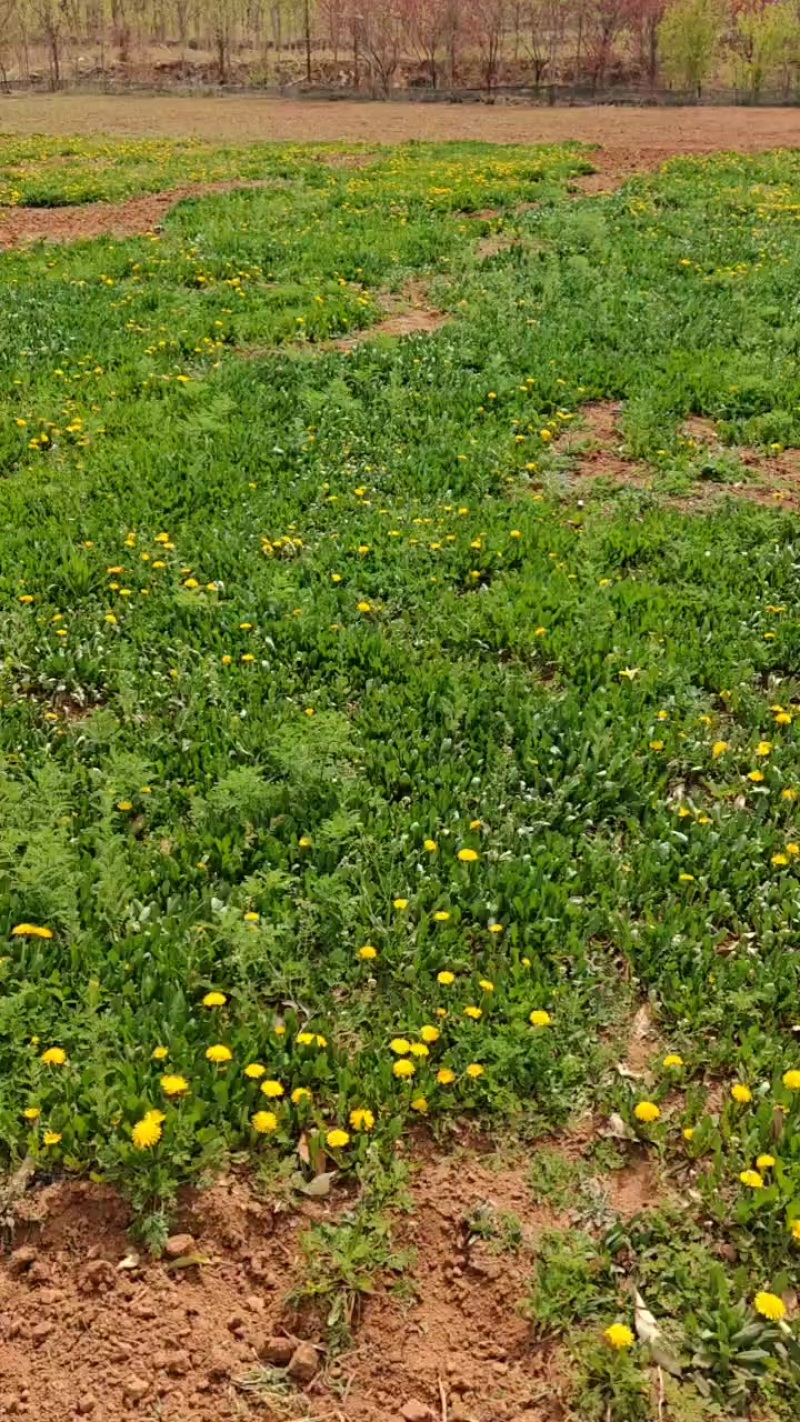 蒲公英野菜3000斤