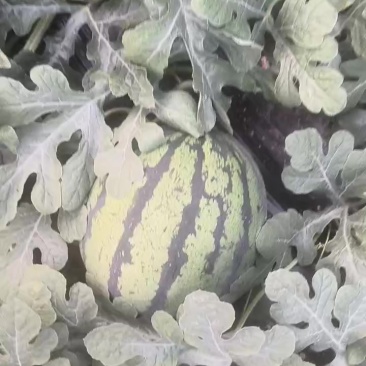 美都双星甜王西瓜以上市，皮薄熟度好，口感很好价格便宜