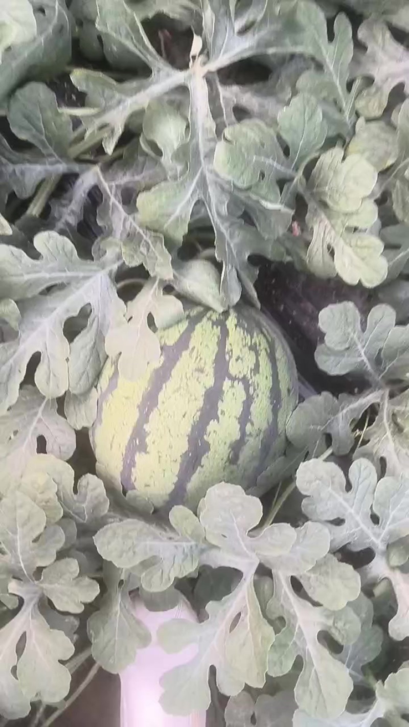 美都双星甜王西瓜以上市，皮薄熟度好，口感很好价格便宜