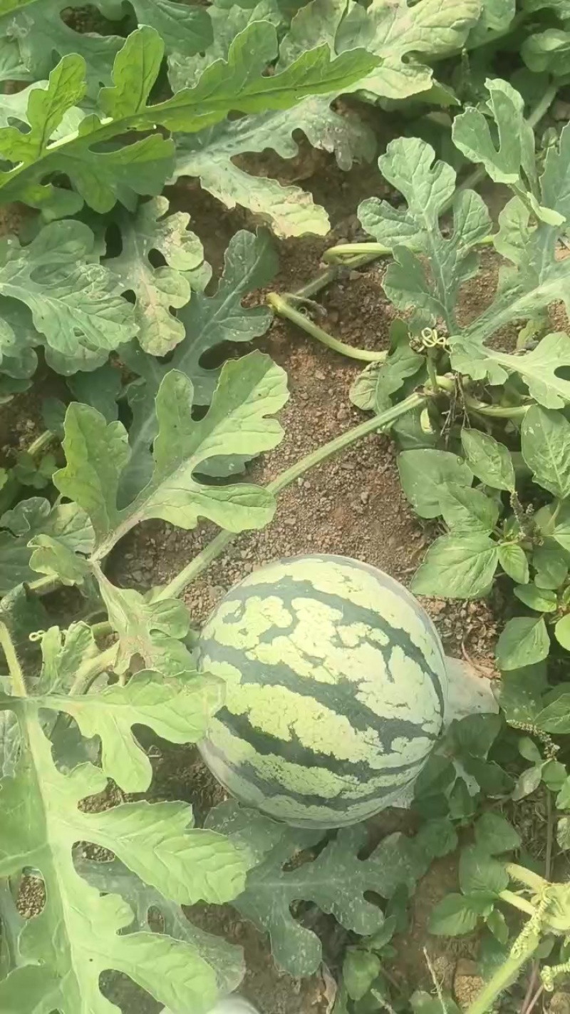 美都双星甜王西瓜以上市，皮薄熟度好，口感很好价格便宜