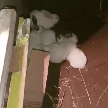 兔子