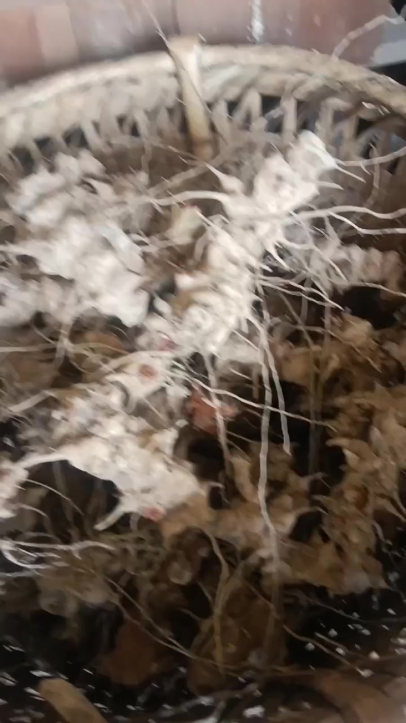 金刚藤