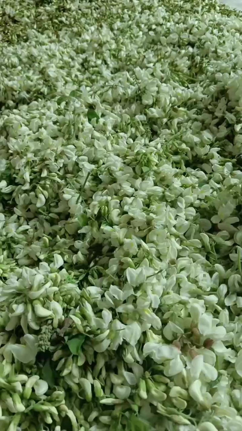 大山上的槐花香甜可口无污染纯绿色食品