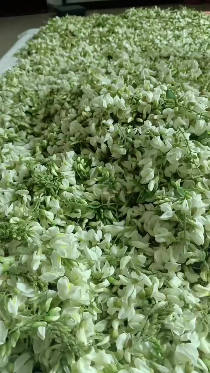 大山上的槐花香甜可口无污染纯绿色食品