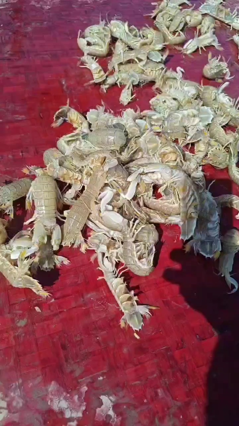 皮皮虾带黄60不带黄35