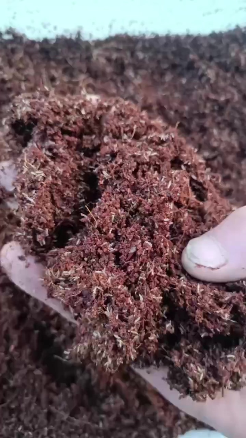 蟋蟀卵