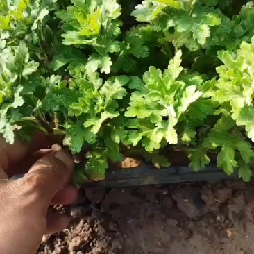 江苏菊花苗