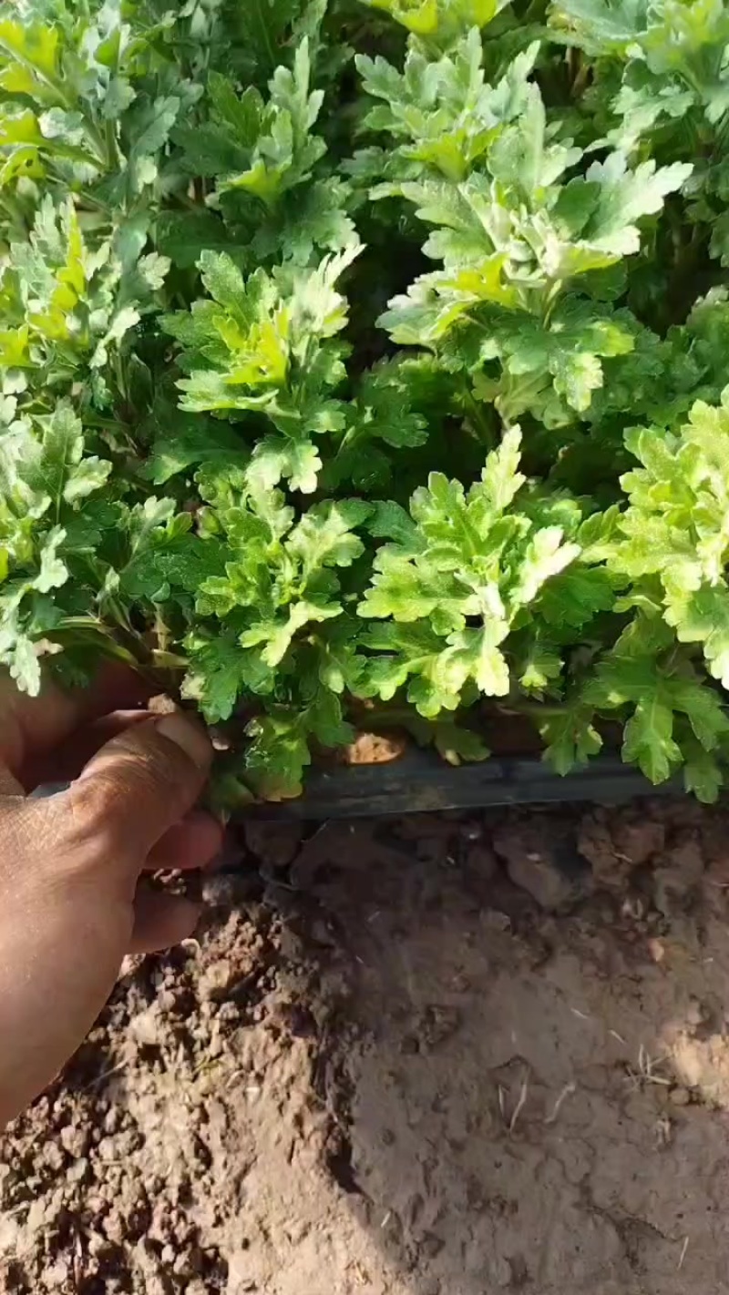 江苏菊花苗