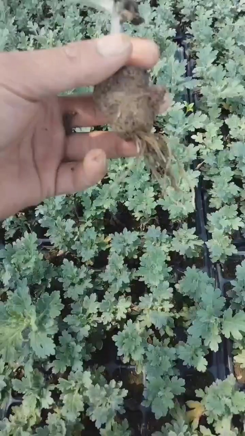 江苏菊花苗