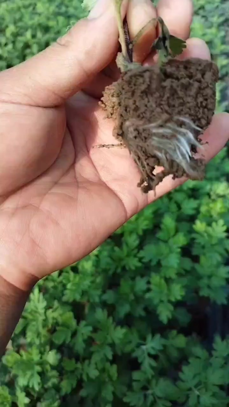 江苏菊花苗