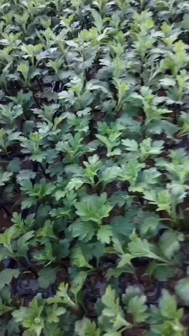 江苏菊花苗