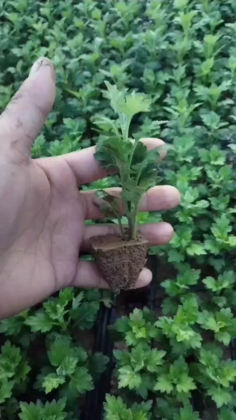江苏菊花苗