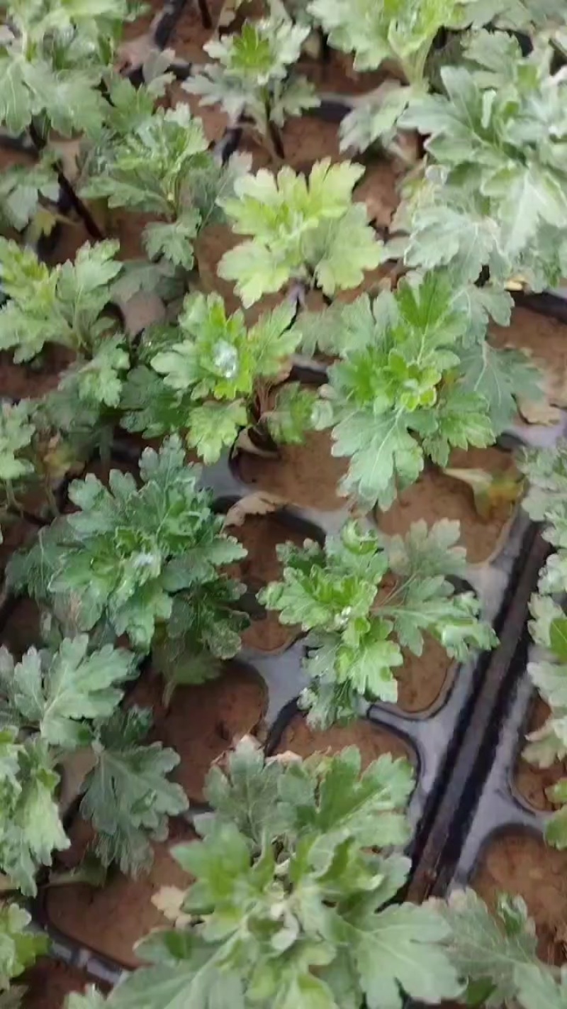 江苏菊花苗