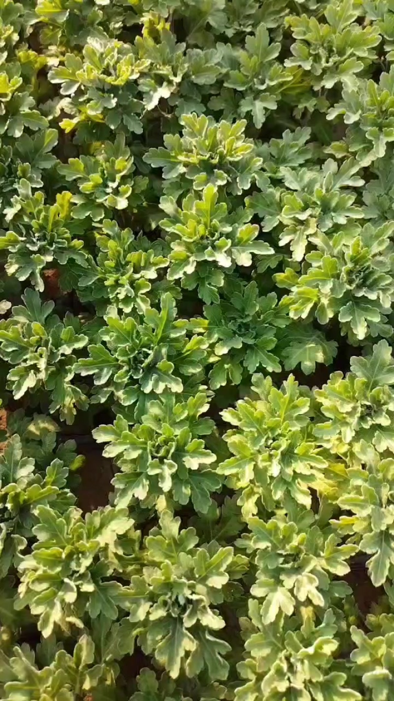 江苏菊花苗
