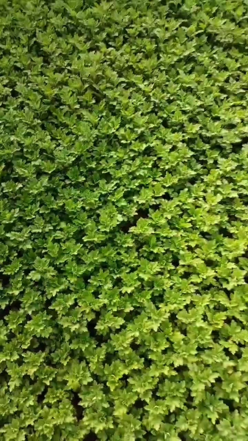江苏菊花苗