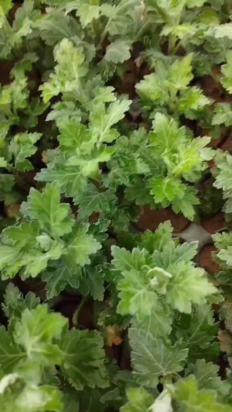 江苏菊花苗