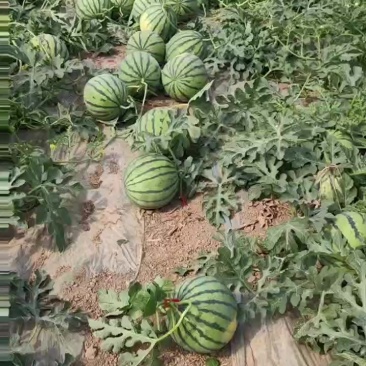 美都麒麟产地现摘一比一售后
