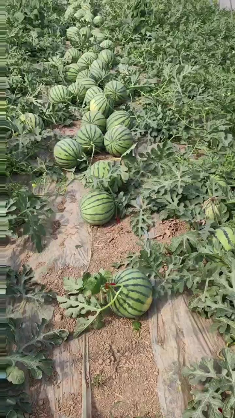 美都麒麟产地现摘一比一售后