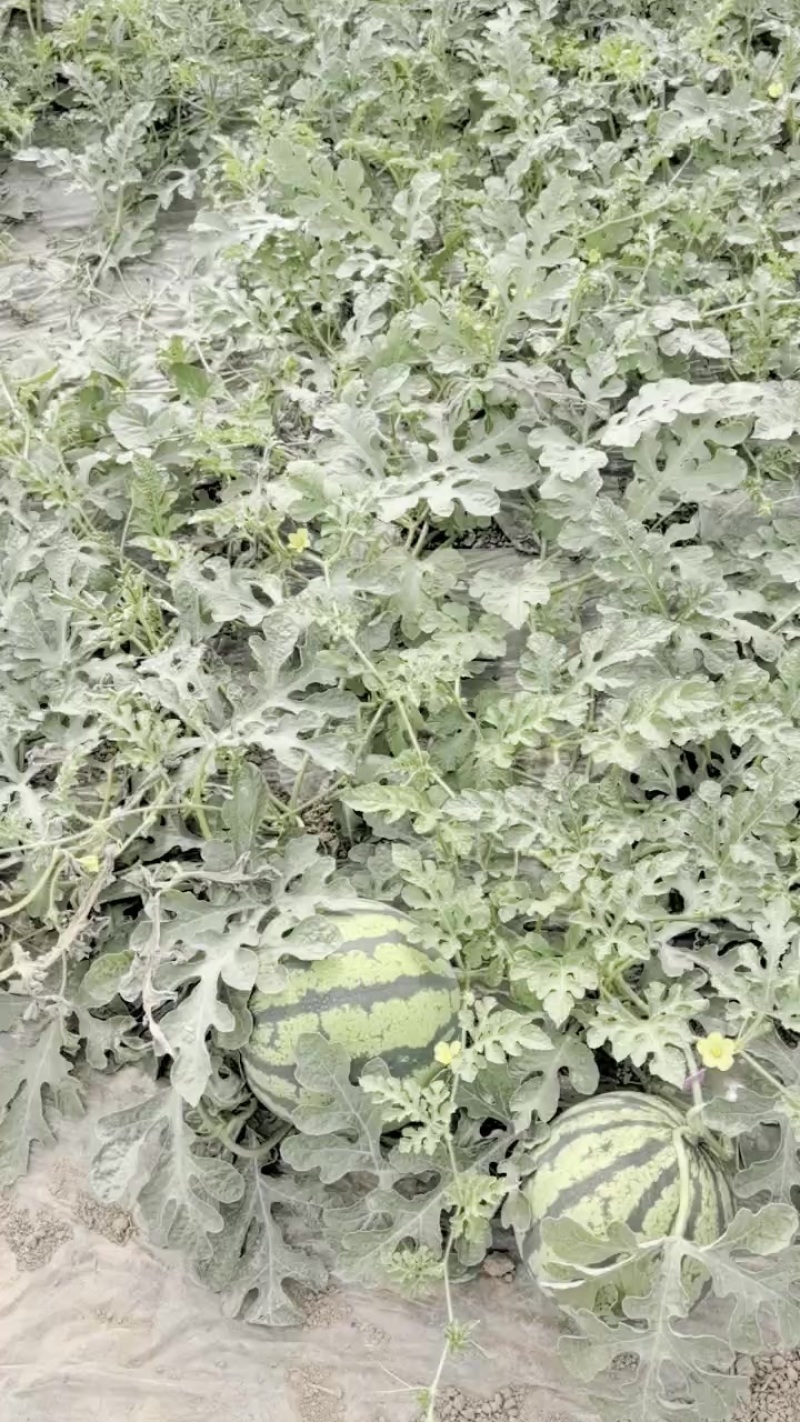 美都麒麟产地现摘一比一售后