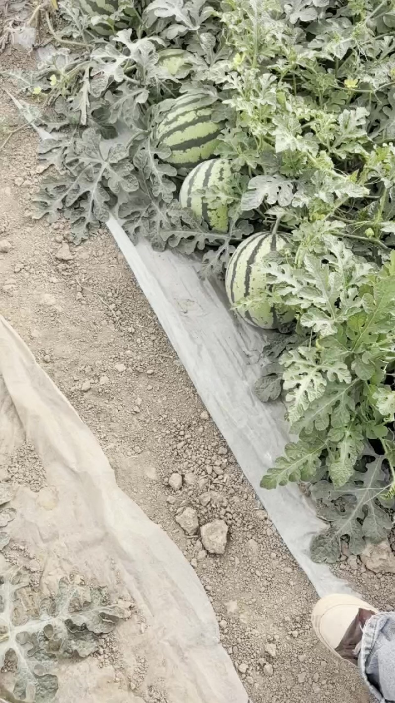 美都麒麟产地现摘一比一售后