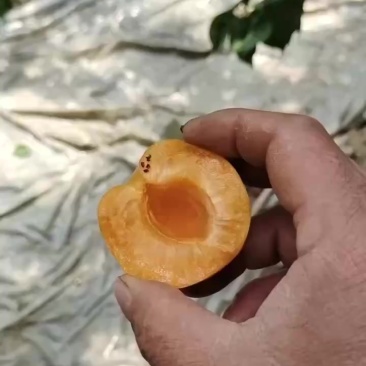 大棚金太阳杏