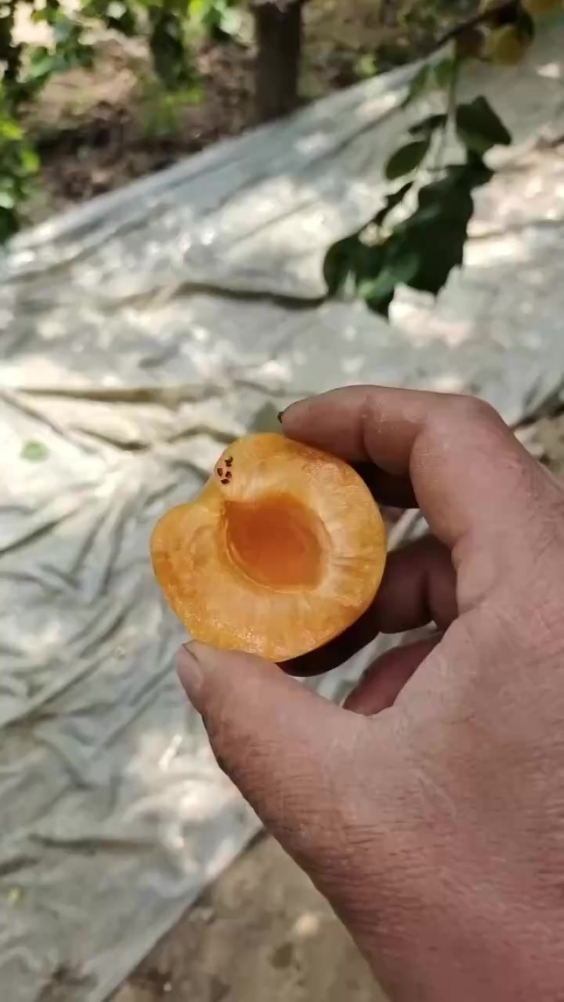 大棚金太阳杏