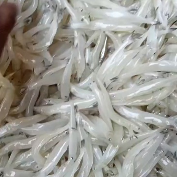 精品银鱼10-12