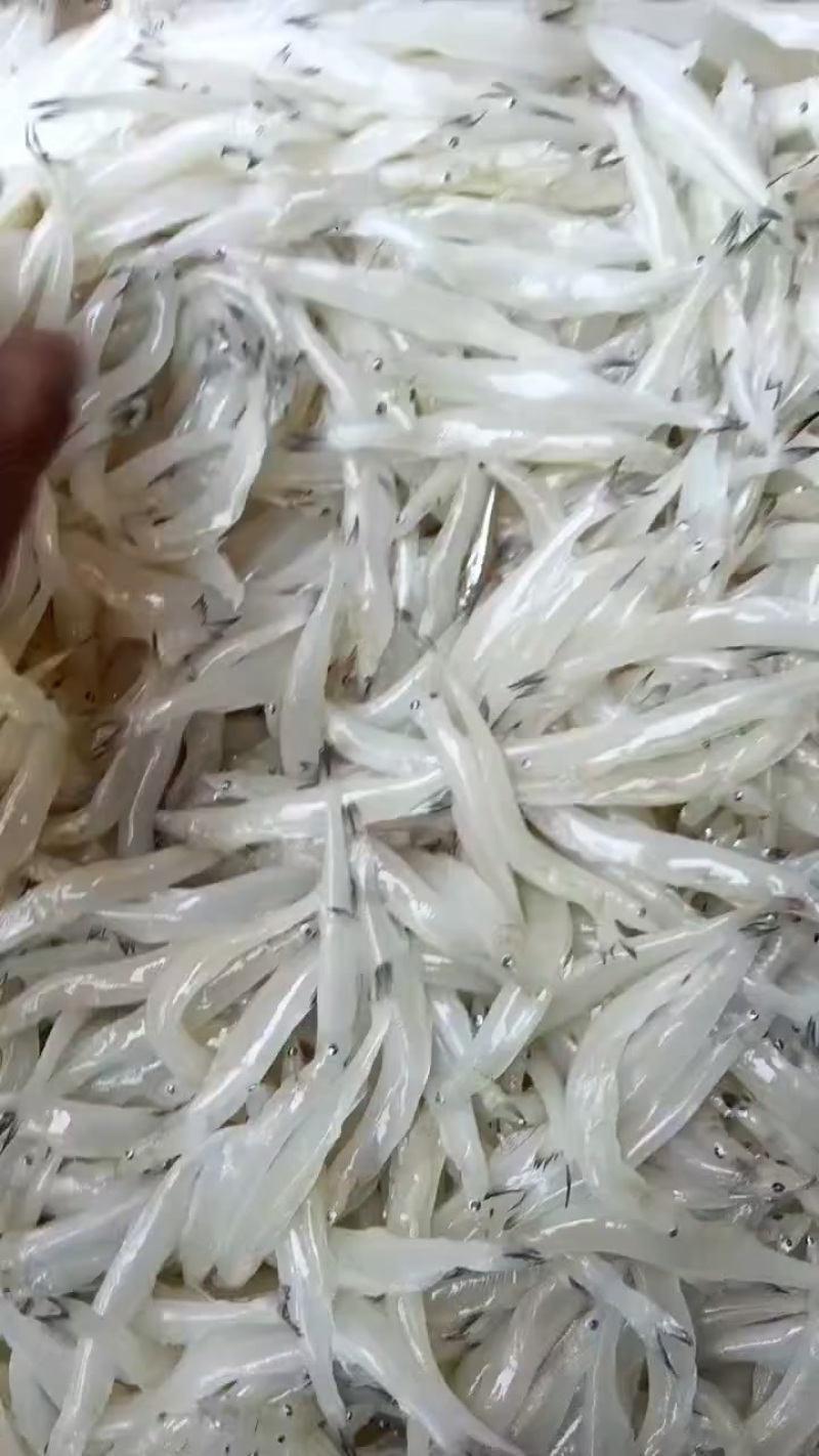精品银鱼10-12