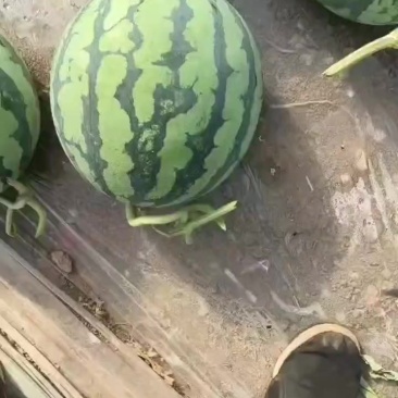 无籽美都麒麟