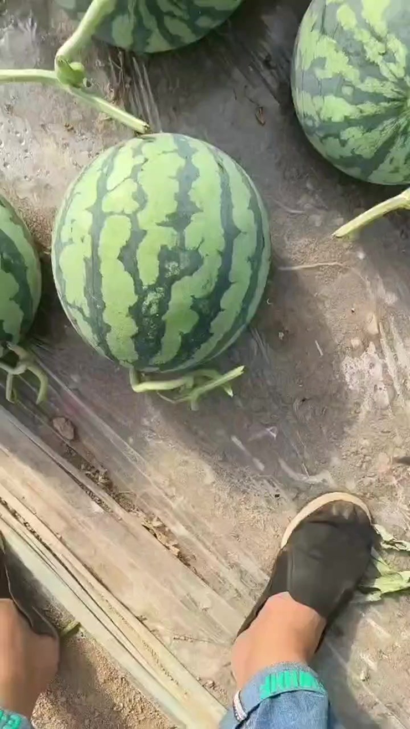 无籽美都麒麟