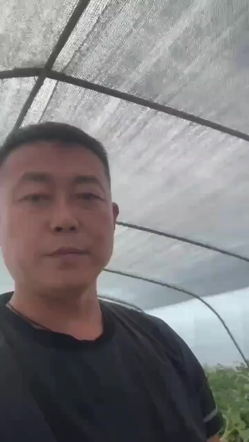 无籽美都麒麟