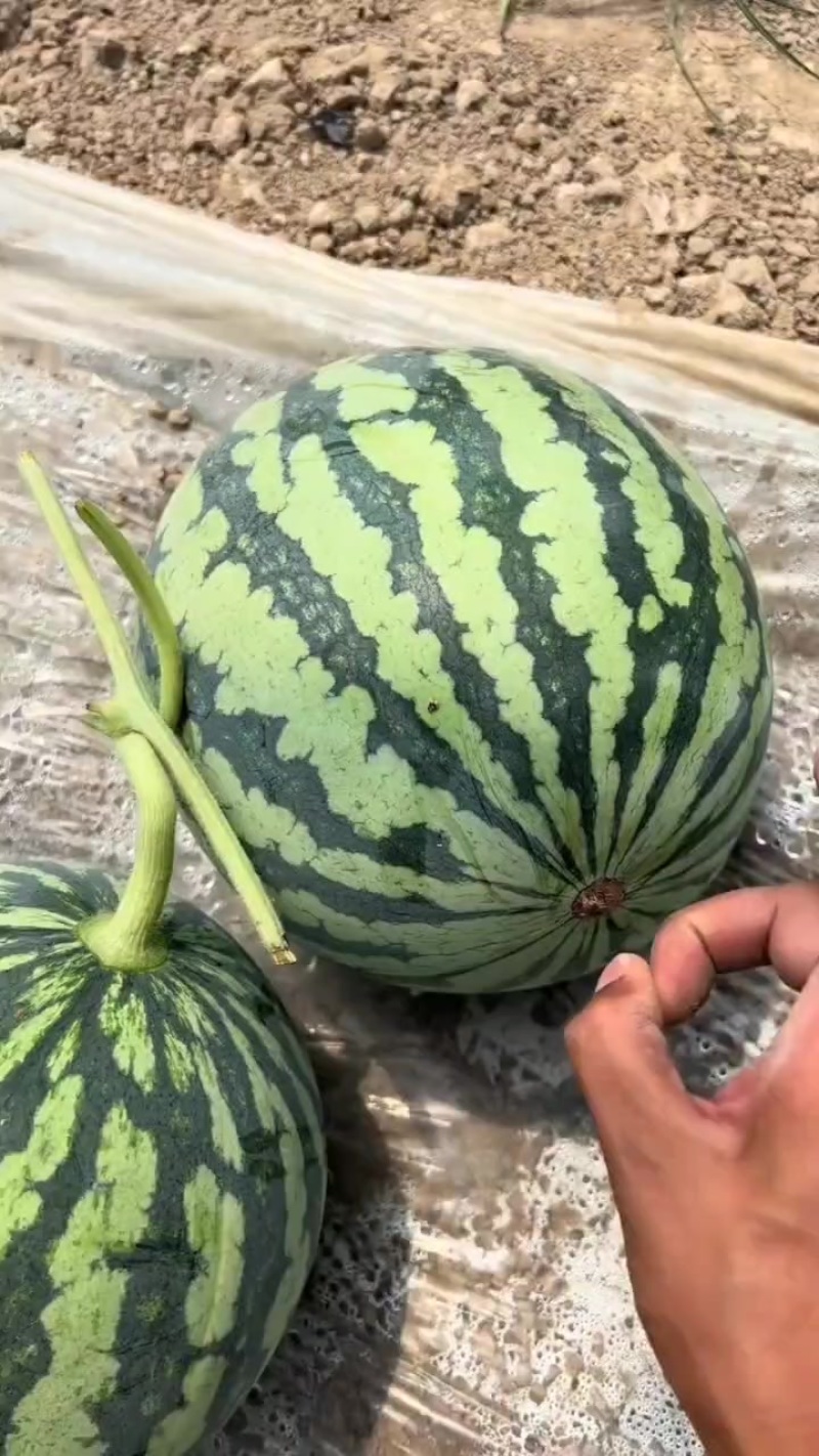 无籽美都麒麟