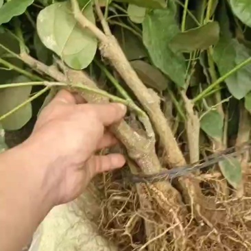 赤苍藤苗