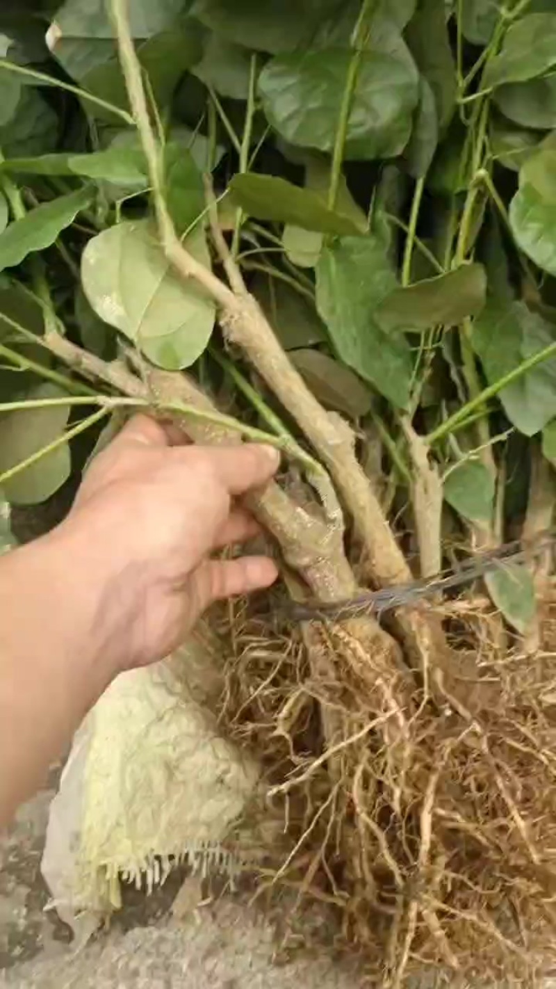 赤苍藤苗