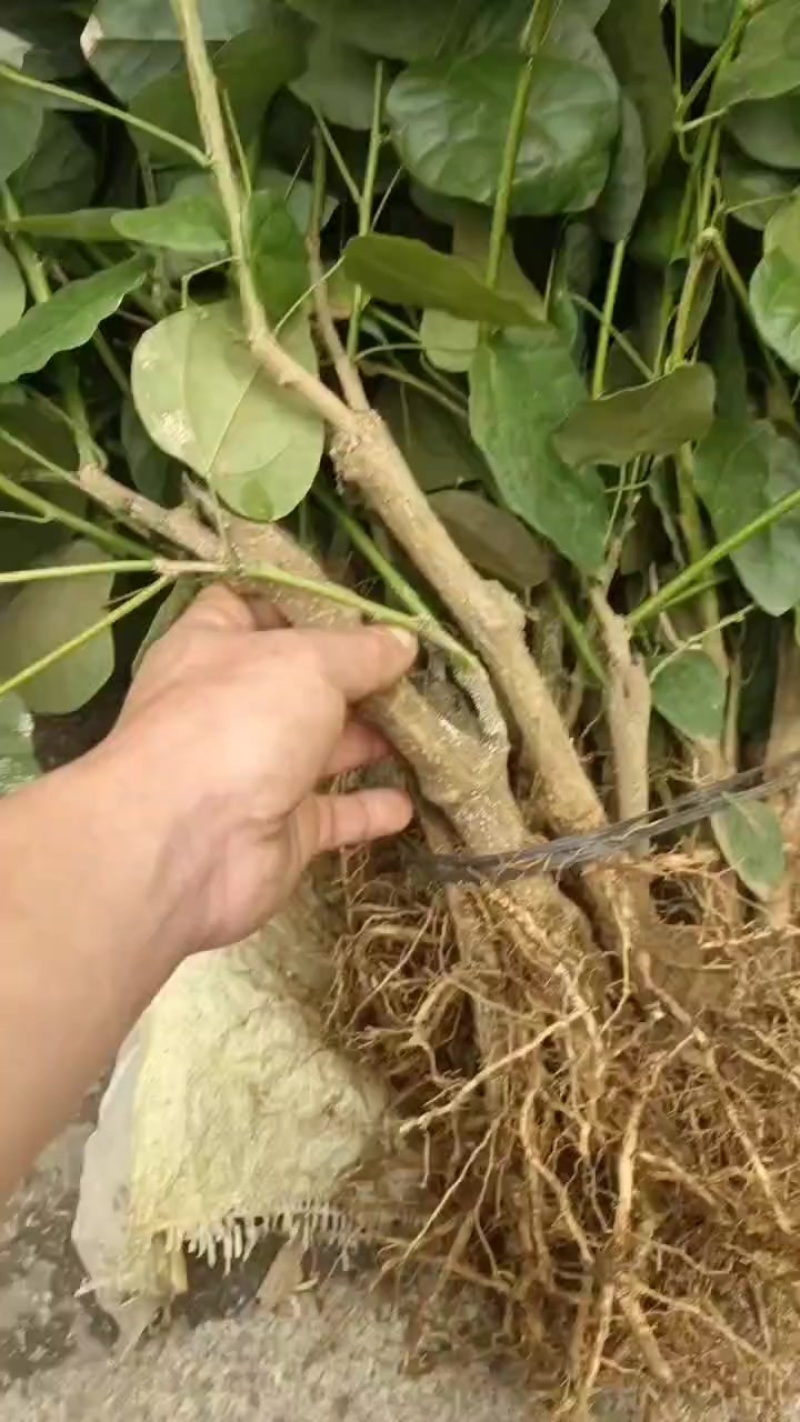 赤苍藤苗