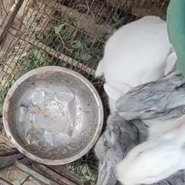 出售兔子，青紫蓝和伊拉肉兔