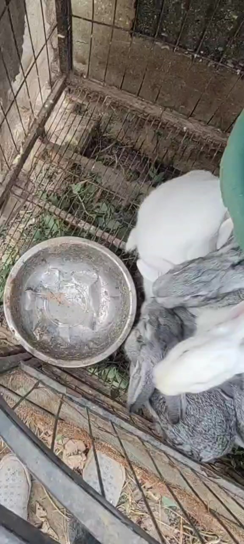出售兔子，青紫蓝和伊拉肉兔