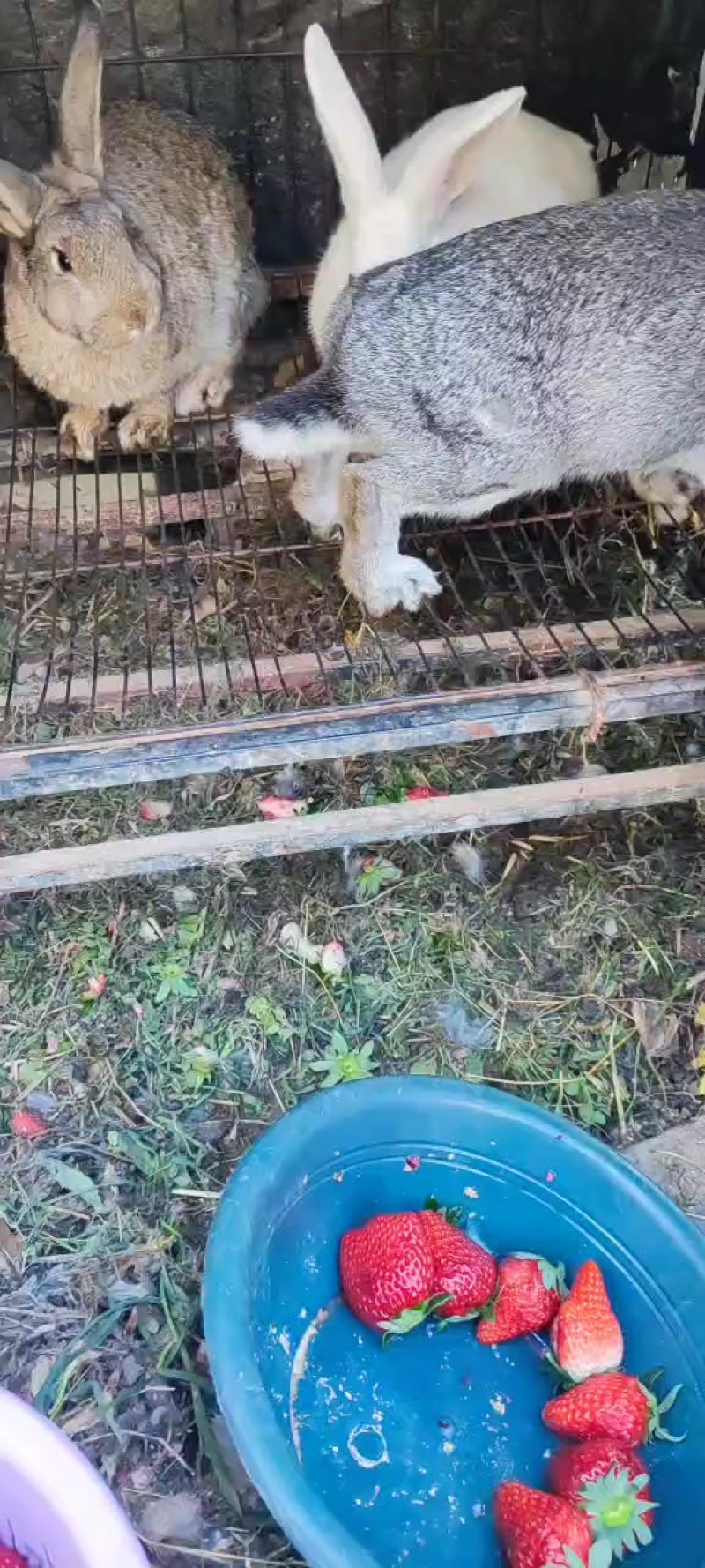 出售兔子，青紫蓝和伊拉肉兔