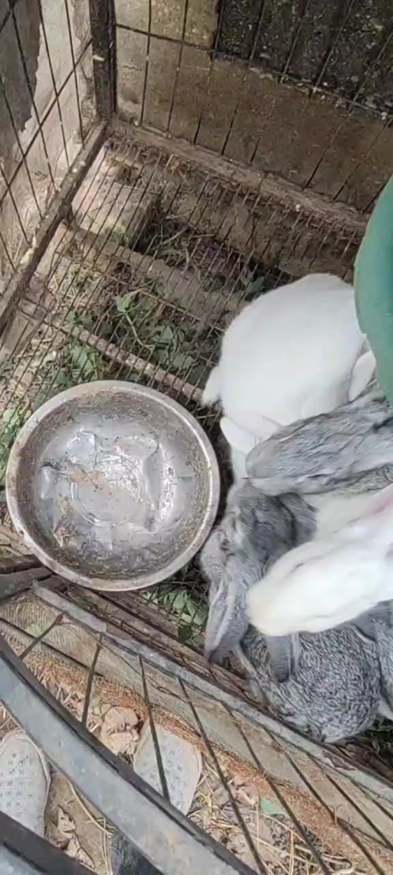 出售兔子，青紫蓝和伊拉肉兔