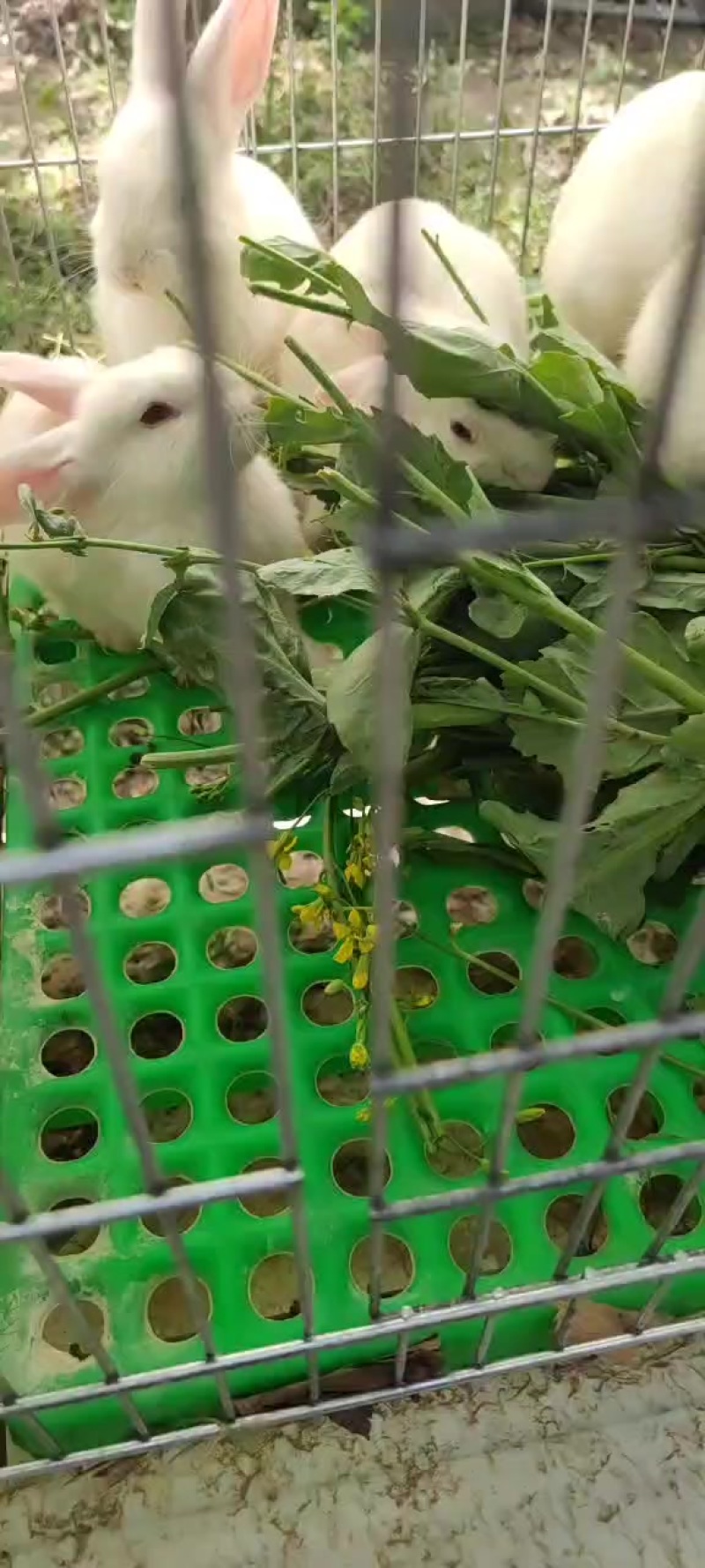 出售兔子，青紫蓝和伊拉肉兔