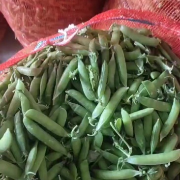 人工限摘下来碗豆角大量上市