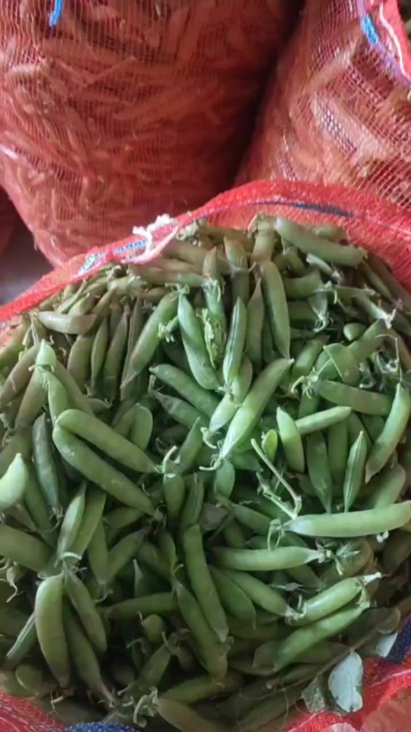 人工限摘下来碗豆角大量上市