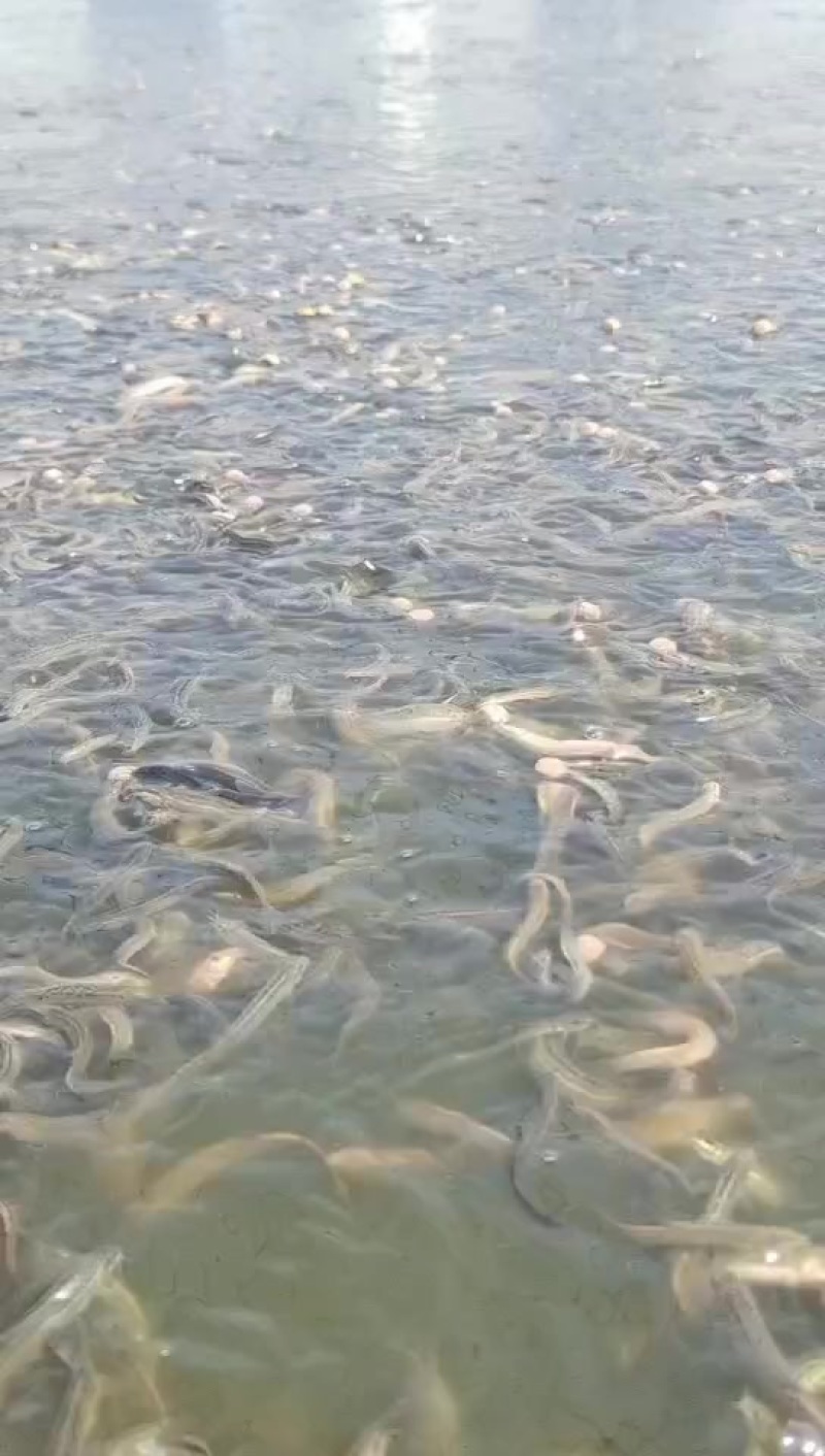高密度循环养殖泥鳅嘎嘎香